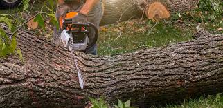  Fremont, IN Tree Services Pros